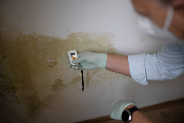 Best Industrial Mold Remediation in Shinnecock Hills, NY