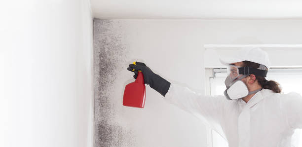 Shinnecock Hills, NY Mold Remediation Company