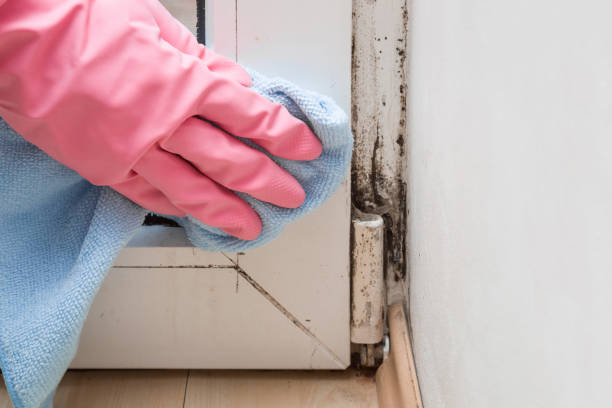 Shinnecock Hills, NY Mold Remediation Company
